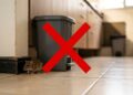 Ratos em casa nunca mais: o truque com casca de laranja que cria um “escudo natural” contra pragas urbanas