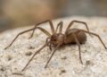 Uma das aranhas mais venenosas do mundo é identificada pela primeira vez na Europa e acende alerta