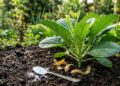 O "elixir verde" que está conquistando quem sonha com plantas exuberantes e saudáveis