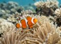 Os famosos peixes palhaço desenvolveu uma estratégia impressionante para sobreviver às mudanças climáticas