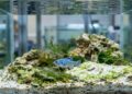 Após terremotos deixarem apenas 20 indivíduos, o peixe mais raro do mundo ganhou uma nova chance de sobreviver
