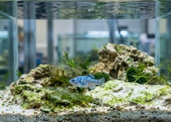 Após terremotos deixarem apenas 20 indivíduos, o peixe mais raro do mundo ganhou uma nova chance de sobreviver
