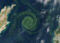 Satélites registram enormes espirais verdes entre Suécia e Letônia e revelam uma mudança que está se espalhando pelo Mar Báltico
