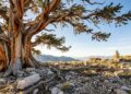 A árvore secreta em uma floresta dos Estados Unidos que vive há quase 5 mil anos e teve sua localização escondida para não ser destruída