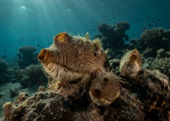 Esta estranha criatura do Mar Vermelho pode criar 3 corpos completos a partir de um só e regenerar todos os seus órgãos