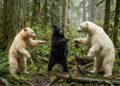 Floresta canadense onde ursos-negros podem nascer brancos