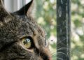 Gatos na janela recebem estímulos dentro de casa