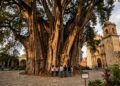 As dimensões, a idade estimada e a identidade genética do Árbol del Tule