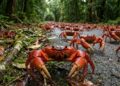 Dezenas de milhões de caranguejos deixam a floresta ao mesmo tempo e cobrem uma ilha australiana no caminho até o mar