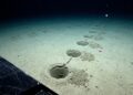 Fileiras de buracos misteriosos no fundo do Atlântico