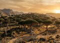 A floresta de Firmihin e seus dragoeiros de Socotra
