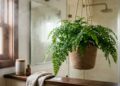 Plantas que se adaptam bem à umidade do banheiro