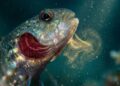 Como os peixes reciclam nutrientes e por que a redução dos indivíduos maiores pode alterar ecossistemas costeiros