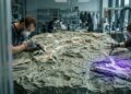 Fóssil gigante preparado por voluntários em Varsóvia
