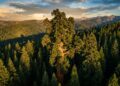 General Sherman, a maior árvore do mundo em volume
