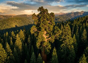 General Sherman, a maior árvore do mundo em volume