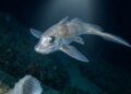 De cavernas rasas a 6.575 metros, cientistas identificam 1.121 novas espécies marinhas em um ano, incluindo tubarão-fantasma e verme de “castelo de vidro”