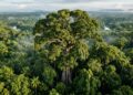 A maior árvore conhecida da Amazônia e sua proteção