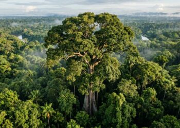 A maior árvore conhecida da Amazônia e sua proteção