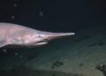 Pela primeira vez, cientistas filmam um tubarão-duende vivo a 1.997 metros e ampliam em 700 metros o limite conhecido da espécie