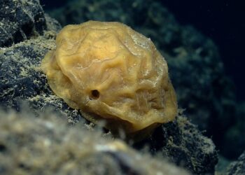 A 3.300 metros no Alasca, a esfera dourada do fundo do mar revela a base perdida de uma anêmona gigante que vivia ali