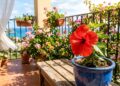 Plantas que amam sol e florescem bem na varanda