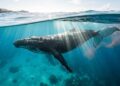 Como baleias migratórias transportam nitrogênio das áreas frias de alimentação para mares tropicais pobres em nutrientes