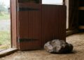 Durante 30 anos, um homem usou uma rocha de 10 kg como peso de porta, até descobrir que era um meteorito avaliado em 100 mil dólares