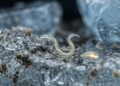Um verme siberiano ficou congelado desde a era dos neandertais e, ao ser descongelado em laboratório, simplesmente “voltou à vida”