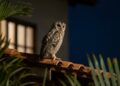 O que significa quando uma coruja canta perto da sua casa durante a noite?