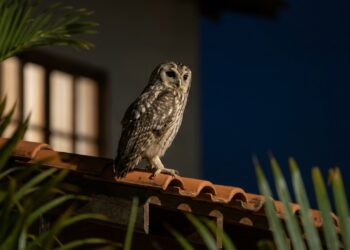 O que significa quando uma coruja canta perto da sua casa durante a noite?