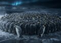 Pinguins-imperadores enfrentam o frio em grupo