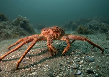 Nos anos 1960, cientistas levaram caranguejos gigantes ao Mar de Barents e hoje eles transformam o fundo do oceano