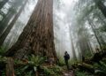Com quase 116 metros de altura, a árvore mais alta do mundo fica escondida em uma floresta
