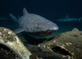 Uma vaca desce 1.629 metros no Mar da China e atrai oito tubarões-dorminhocos raros para uma refeição nunca filmada