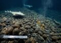 Vulcão submarino abriga milhões de ovos gigantes