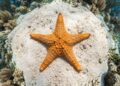 Como um estudo mudou a interpretação do corpo das estrelas-do-mar