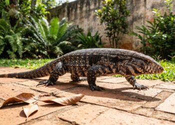 Se você encontrar um lagarto rondando sua casa ou jardim, te contamos o que significa e por que isso pode ser bom