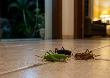 O que significa encontrar um grilo verde, preto ou marrom dentro de casa durante a noite?