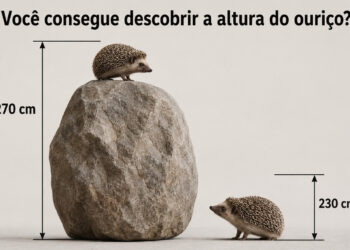 Desafio de matemática: você consegue descobrir a altura do ouriço em apenas 50 segundos?