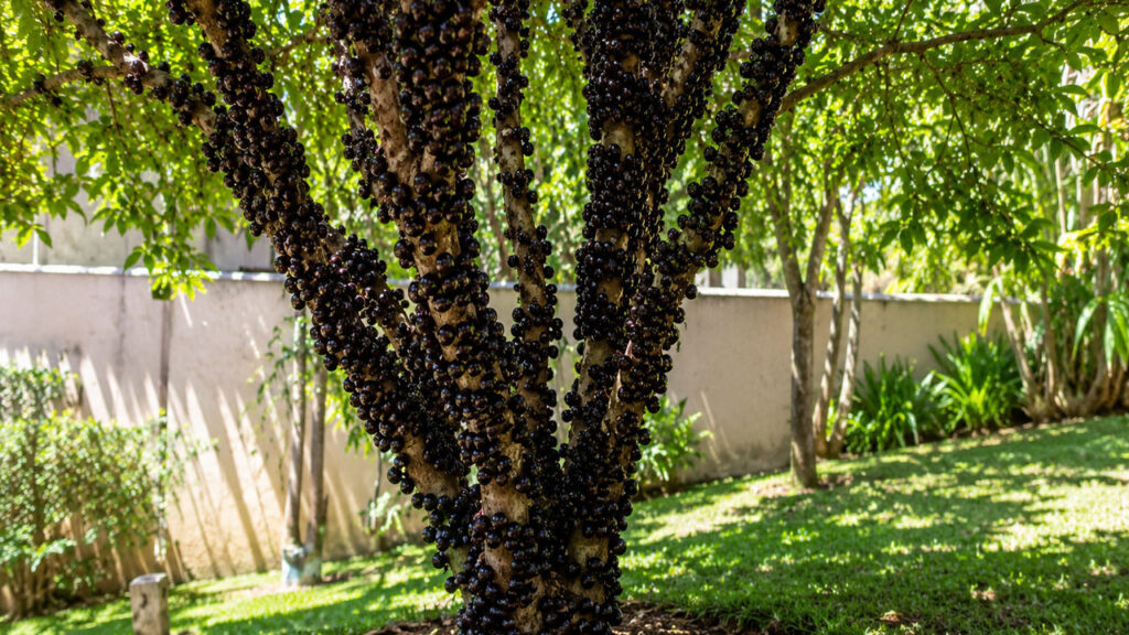 jabuticabeira