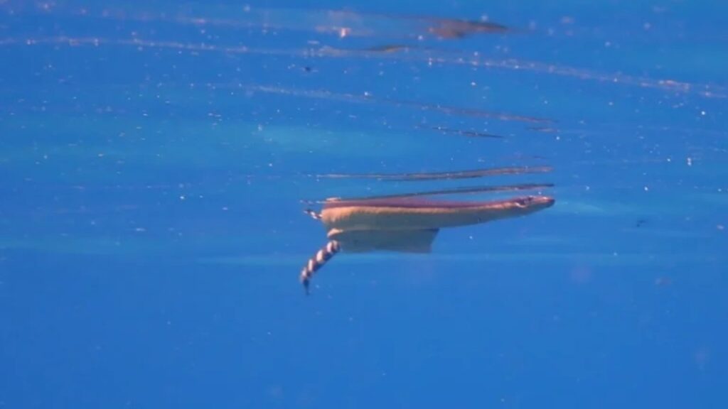 Hydrophis platurus